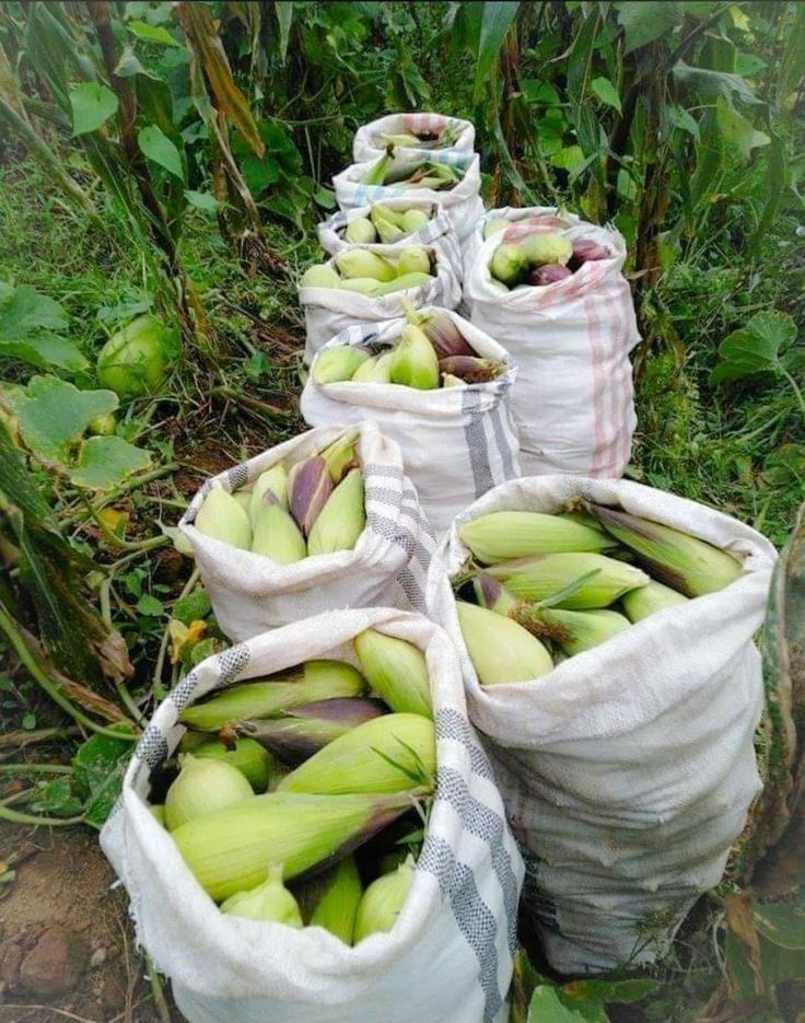 Maize crop
